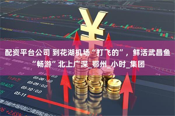配资平台公司 到花湖机场“打飞的”，鲜活武昌鱼“畅游”北上广深_鄂州_小时_集团